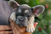 Flora Jane 🩷, a female French Bulldog for sale in Fresno, OH – 4 of 9