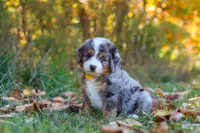 Bogey, a male Miniature Bernedoodle for sale in Fresno, OH – 7 of 9