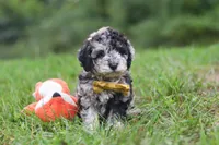 Jonah, a male Cavapoo for sale in Fresno, OH – 7 of 8