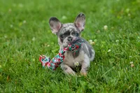 Knox 💙, a male French Bulldog for sale in Fresno, OH – 10 of 10