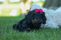 Honey 🐾❤️, a female Miniature Dachshund for sale in Fresno, OH – 2 of 9