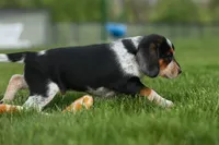 Cypress 🦴🐶, a male Beagle for sale in Fresno, OH – 10 of 10