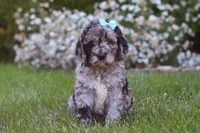 Amber, a female Newfypoo for sale in Fresno, OH – 2 of 6