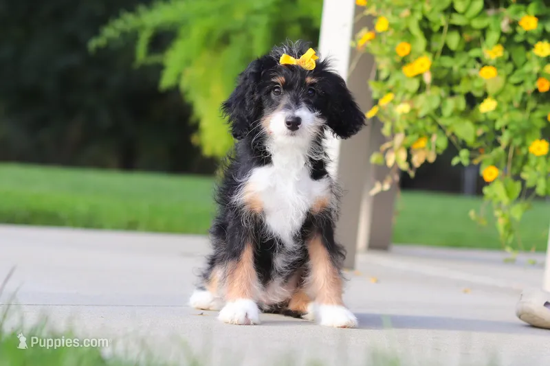 Asia – Miniature Bernedoodle puppy for sale in Fresno, OH