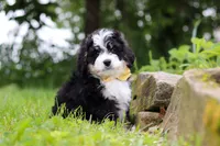 Weasley, a male Miniature Bernedoodle for sale in Fresno, OH – 4 of 8