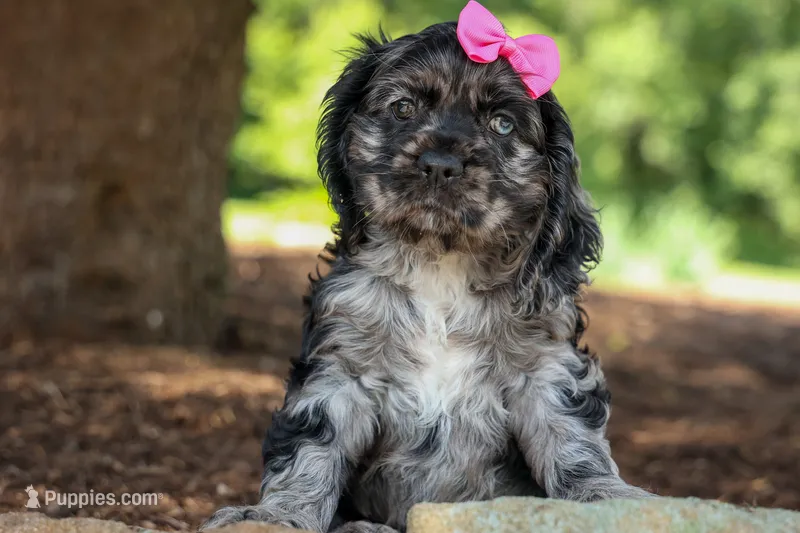 Bella 🐶💗 – Cocker Spaniel puppy for sale in Fresno, OH