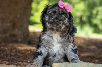 Bella 🐶💗, a female Cocker Spaniel for sale in Fresno, OH – 1 of 9