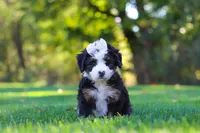 Hailey, a female Miniature Bernedoodle for sale in Fresno, OH – 3 of 6