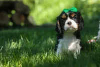 Maxwell 🐾🐶, a male Cavalier King Charles Spaniel for sale in Fresno, OH – 6 of 10