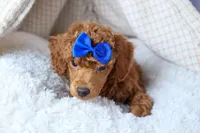 Turbo, a male Poodle - Toy  for sale in Fresno, OH – Photo 6 of 10