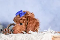 Turbo, a male Poodle - Toy  for sale in Fresno, OH – Photo 5 of 10