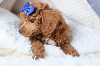 Turbo, a male Poodle - Toy  for sale in Fresno, OH – Photo 2 of 10