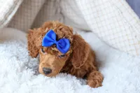 Turbo, a male Poodle - Toy  for sale in Fresno, OH – Photo 7 of 10