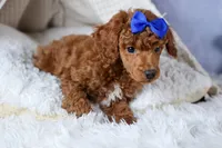 Turbo, a male Poodle - Toy  for sale in Fresno, OH – Photo 3 of 10