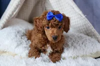 Turbo, a male Poodle - Toy  for sale in Fresno, OH – Photo 8 of 10