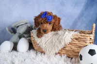 Turbo, a male Poodle - Toy  for sale in Fresno, OH – Photo 9 of 10