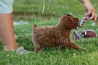 Thor🐾💙, a male Poodle - Miniature  for sale in Fresno, OH – 7 of 10