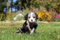 Vince, a male Miniature Bernedoodle for sale in Fresno, OH – 2 of 6