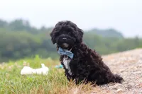Riley, a male Havapoo for sale in Fresno, OH – 5 of 6