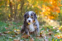 Bogey, a male Miniature Bernedoodle for sale in Fresno, OH – 8 of 9