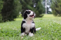 Kate, a female Bernedoodle for sale in Fresno, OH – 4 of 5