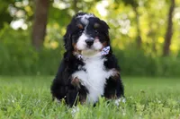 Baxter, a male Miniature Bernedoodle for sale in Fresno, OH – 2 of 5