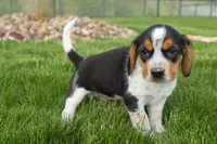 Charlie 🐶✨, a male Beagle for sale in Fresno, OH – 9 of 10
