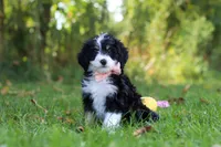 Missy, a female Miniature Bernedoodle for sale in Fresno, OH – 1 of 5