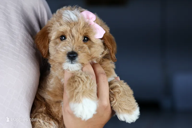 🐾 Meet Nixie – F2B Mini Goldendoodle Puppy 🐾 – Miniature Goldendoodle puppy for sale in Fresno, OH