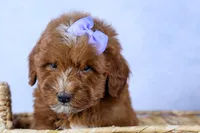 🐾 Meet Natasha – F2B Mini Goldendoodle Puppy 🐾, a female Miniature Goldendoodle for sale in Fresno, OH – 7 of 10