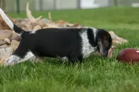 Cypress 🦴🐶, a male Beagle for sale in Fresno, OH – 5 of 10