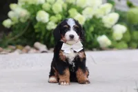 Cupcake, a female Miniature Bernedoodle for sale in Fresno, OH – 2 of 6