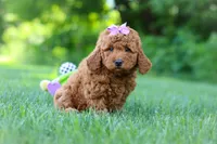 Jennifer, a female Goldendoodle for sale in Fresno, OH – 4 of 8