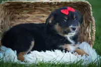 Laney 💗, a female Miniature Aussiedoodle for sale in Fresno, OH – 4 of 8