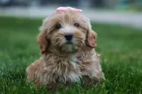Ember 💛🐾, a female Havapoo for sale in Fresno, OH – 4 of 10