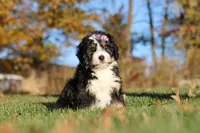 Hazel, a female Miniature Bernedoodle for sale in Fresno, OH – 1 of 6