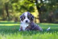 Pete, a male Miniature Bernedoodle for sale in Fresno, OH – 3 of 10