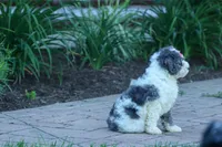 Gabby 🩷🐶, a female Cavapoo for sale in Fresno, OH – 4 of 10
