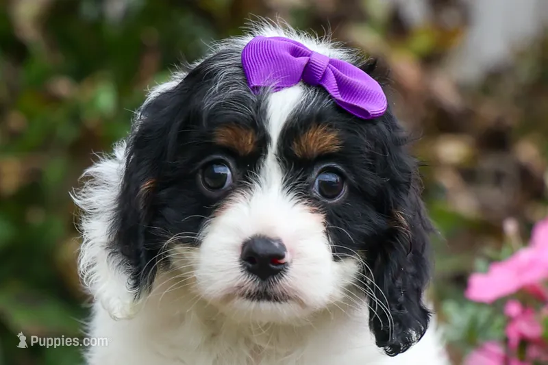  Priscilla – Cavapoo puppy for sale in Fresno, OH