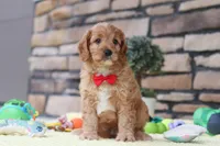 Clyde, a male Cavapoo for sale in Fresno, OH – 2 of 6