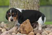 Cash🐶, a male Beagle for sale in Fresno, OH – 5 of 10