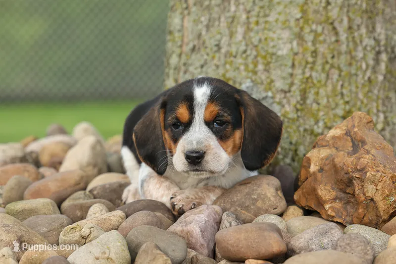 Copper 🐶 – Beagle puppy for sale in Fresno, OH