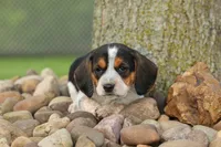 Copper 🐶, a male Beagle for sale in Fresno, OH – 1 of 10