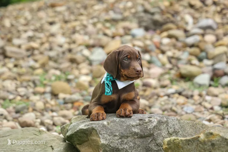 Dexter (Red Rust)🐶 – Doberman Pinscher puppy for sale in Fresno, OH