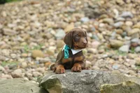 Dexter (Red Rust)🐶, a male Doberman Pinscher for sale in Fresno, OH – 1 of 10