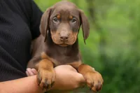 Dexter (Red Rust)🐶, a male Doberman Pinscher for sale in Fresno, OH – 5 of 10