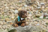 Dexter (Red Rust)🐶, a male Doberman Pinscher for sale in Fresno, OH – 7 of 10