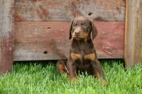 Dexter (Red Rust)🐶, a male Doberman Pinscher for sale in Fresno, OH – 8 of 10