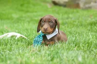 Dexter (Red Rust)🐶, a male Doberman Pinscher for sale in Fresno, OH – 6 of 10