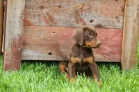 Dexter (Red Rust)🐶, a male Doberman Pinscher for sale in Fresno, OH – 3 of 10